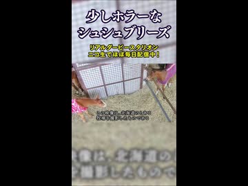 すこしホラーなシュシュブリーズ【リアダビ切り抜き】
