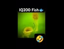 IQ200の魚□️