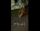 キツネを見た！(3/23)