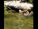 かわいすぎる寝起きダッシュ。最後の魚はナマズ