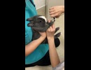 爪切りを頑張っているウサギさん