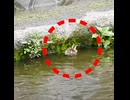 ヒナが1羽だけ自由すぎるｗ