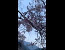 開花ちょいの有名桜撮ってみた