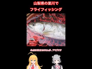 山梨県の里川でアマゴの #フライフィッシング #弦巻マキ #小春六花 実況 #アウトドア