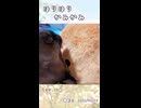 【うさぎ 13歳】ほりほりかみかみ