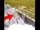 魚道に落ちた2羽のヒナ