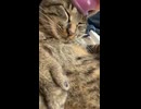 ブラッシングすると首がなくなっていったゆき