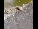 母の忍耐→悪魔的ひらめき