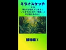 ミライスケッチ ♯28 植物編①  #ミライスケッチ
