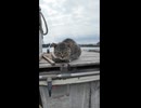 会うと必ず挨拶してくる漁港の猫