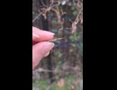 バッタとキスする動画