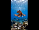 タコ／何者でもなかったということ
