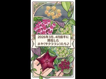 2026年3月、4月前半に開花したホヤ(サクララン)たち♪
