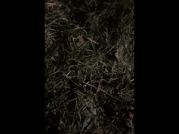 テキトー合作　公開中