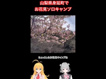 山梨県身延町でお花見 #ソロキャンプ #弦巻マキ #小春六花 実況