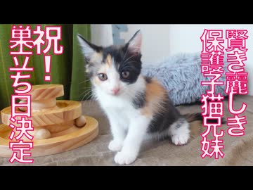 祝！保護子猫兄妹の巣立ち日決定！