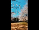 君想フ花弁／asa 【ショートMV】