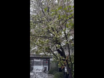 黄桜の黄桜（豪雨）