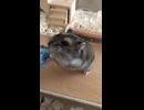 ハムスター　はむはむぴゅーれ