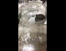 ハムスター