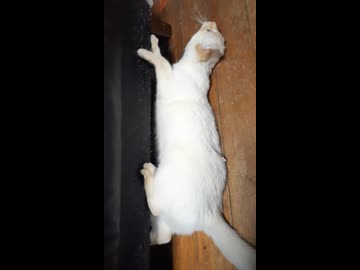 猫キック改