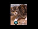 ベル鳴らしてご飯もらう猫
