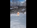 【バックカントリースキー】塩谷丸山【リアル登山アタック】