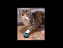 ご飯もらえなくてこうなる猫