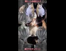 【猫ミーム音源だけで】柳の下のデュラハン