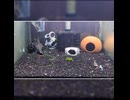 【アクアリウム】水槽を見るだけの動画【エビ団子】