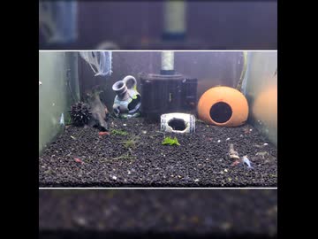 【アクアリウム】水槽を見るだけの動画【エビ団子】