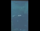 08.凪【XFD】『海色に溶かして』
