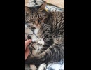 うちの猫
