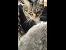 ねこです　2