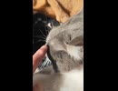 ねこです　3