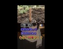鉛筆、育てたことはありますか。