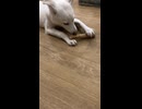 保護犬さん