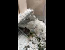 ハムスター