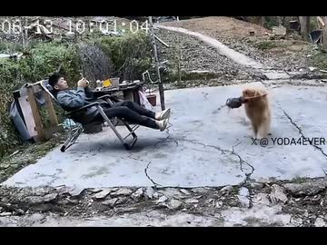 ホモと見るスズメバチの巣をプレゼントする犬