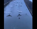 白鳥が飛んでくるだけ