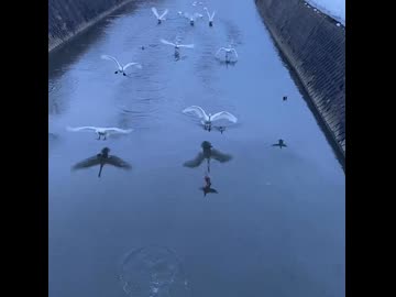 白鳥が飛んでくるだけ