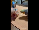 落花生□みつけた