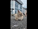 島の猫ちゃんカワイイ
