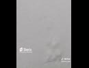 【旧ch動画】雪の上を歩くだけ #walking #asmr #snow