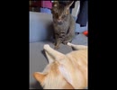 にゃんこレスリング
