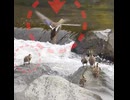 1羽だけ登れない…母カモは見捨てず諦めなかった【カルガモ親子】