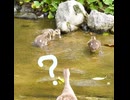 兄弟げんかの末路【カルガモ親子】
