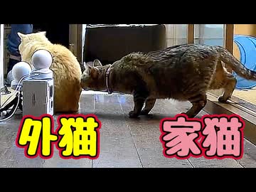 【元野良猫】の お尻にアタック！