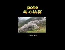 pote 雨の仙桜