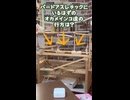 【オカメインコ】悲報・密です！右足に全振りする子たちと、見捨てられた左足。